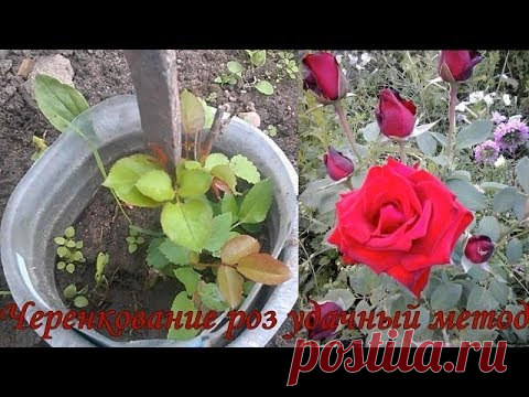 ЧЕРЕНКОВАНИЕ РОЗ -  САМЫЙ УДАЧНЫЙ И ПРОСТЕЙШИЙ МОЙ МЕТОД РАЗМНОЖЕНИЯ - YouTube