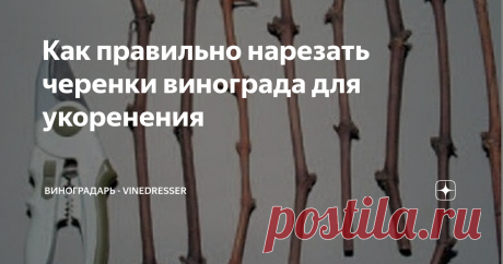 Как правильно нарезать черенки винограда для укоренения Сегодня разговор пойдет о правильной нарезке черенков винограда для укоренения. Я не буду рассказывать о банальных вещах, типа как должен быть ориентирован срез секатора относительно черенка, об этом много где можно прочитать, речь пойдет о более интересном и важном.