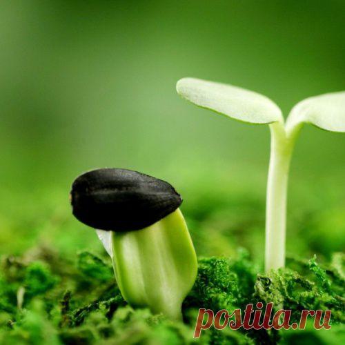 Приёмы для ускорения прорастания семян