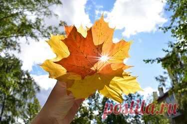 480 карточек в коллекции «Фото недели с 28 сентября по 4 октября» пользователя ЯндексКоллекции в Яндекс.Коллекциях