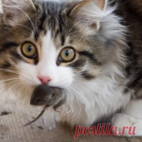 Почему кошки приносят пойманных мышей хозяевам? - МирТесен
