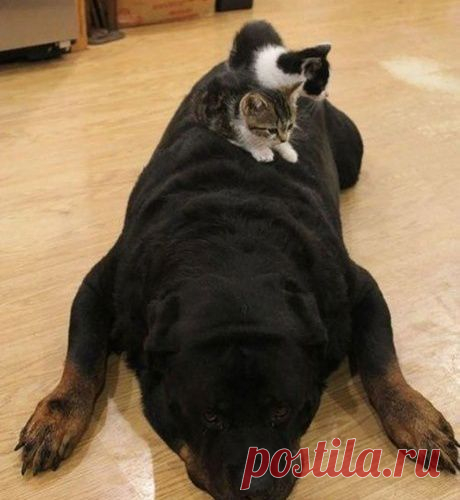 Коты и их подушки