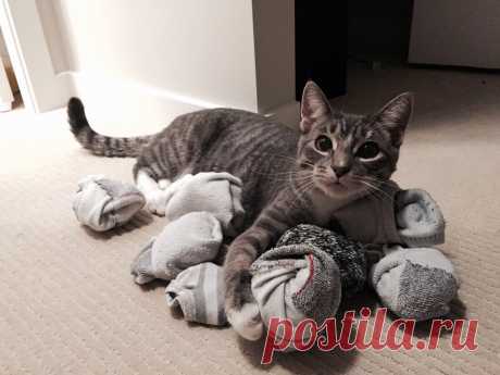 Юмор с пушистым хвостом! Подборка фото для поднятия настроения: в объективе смешные котики! | 😺 ПетКлаб | Яндекс Дзен