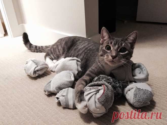 Юмор с пушистым хвостом! Подборка фото для поднятия настроения: в объективе смешные котики! | 😺 ПетКлаб | Яндекс Дзен