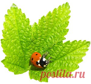 Луковая шелуха ... на подоконнике