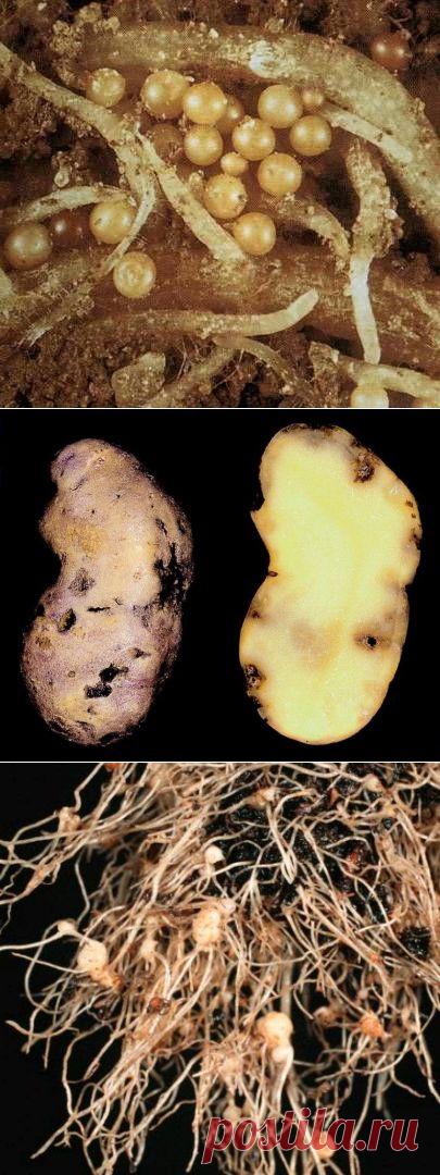 Вредители и меры борьбы: картофельная нематода | vparnike.ru
