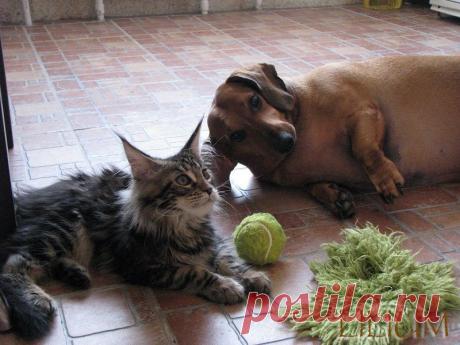 Мариса и Фикс — Питомник Мейн-кунов &quot;Lilium&quot;