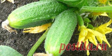 Проста підгодівля, яка стимулює повторну хвилю цвітіння огірків У цій статті хочемо розповісти вам про один дуже простий і ефективний засіб, який миттєво простимулює повторну хвилю цвітіння огірків.



Справа в тому, що питання врожайності у всіх садівників стоїть на першому місці, і в зв'язку з цим, всі намагаються максимально допомогти рослинам, давати їм дост