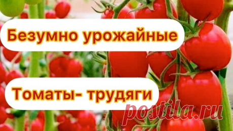 Перечень сортов томатов, которые растут огромными кистями, плодоносят в любых погодных условиях. | Огород с Вероникой | Дзен
