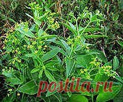 Марена – лекарство для почек | Друг пенсионера
Марена красильная относится к древним культур­ным растениям. В Средней Азии, на Кавказе и на юге ев­ропейской части страны маре­на произрастает в диком виде: растет она среди кустарников, около домов, в садах, во дво­рах, в парках.