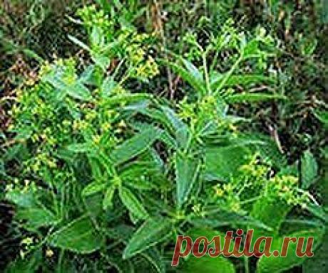 Марена – лекарство для почек | Друг пенсионера
Марена красильная относится к древним культур­ным растениям. В Средней Азии, на Кавказе и на юге ев­ропейской части страны маре­на произрастает в диком виде: растет она среди кустарников, около домов, в садах, во дво­рах, в парках.