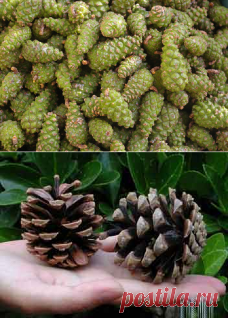 Наливка из еловых шишек - от простуды и ...единственное лекарство от инсульта!