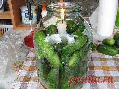 Свежие огурцы зимой | Golbis