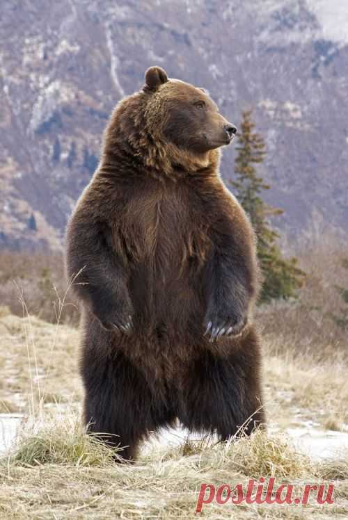 Grizzly Alert Standing