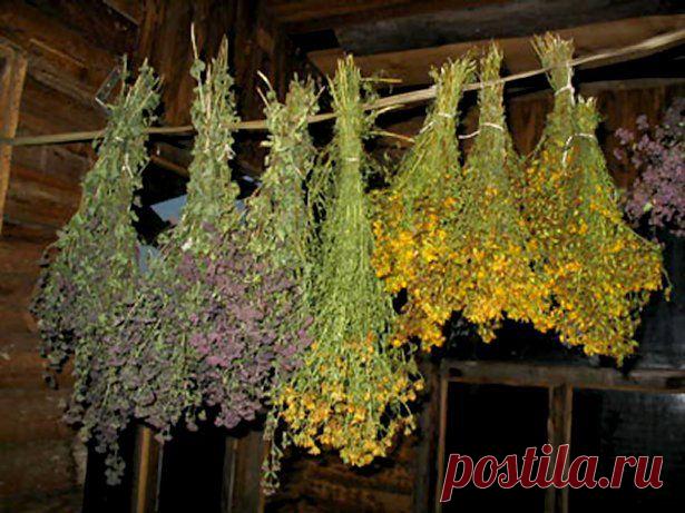 Важно знать! Противопоказания трав