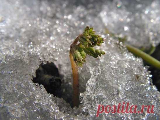 СТРАТИФИКАЦИЯ СЕМЯН в домашних условиях
Стратификация - это метод по ускорению прорастания туговсхожих семян, при котором их помещают в искусственно созданные условия, приближенные к природным осенне-зимним. Стратификация представляет собой длительное выдерживание семян при пониженных положительных температурах (от 1 до 5 градусов С) во влажном состоянии с доступом воздуха. Именно при таких условиях в природе у семян многих растений происходит размягчение оболочек, набухание семян, превращение с