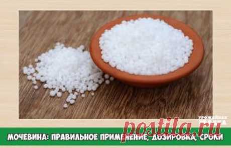 Мочевина: правильное применение, дозировка, сроки

Для подкормки огородных и декоративных культур необходимы азотные удобрения. С их помощью растения интенсивно трогаются в рост, приобретают крупные листья насыщенной окраски. В этой статье – все о применении мочевины, которая улучшает рост зеленых насаждений в городе и сельских теплицах. Практически познакомиться с правильной подкормкой растений мочевиной, можно, посмотрев видео.

Мочевина: из чего и для чего?
Первое из си...