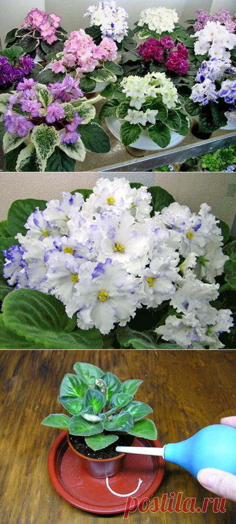 Заботливый уход за фиалкой в домашних условиях