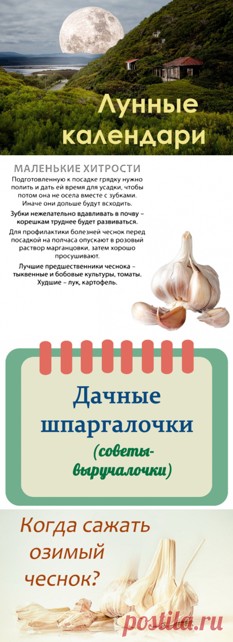 Чеснок в 2018 году: Когда сажать под зиму? Посадка осенью | Дача