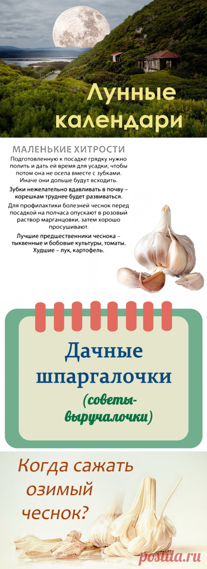 Чеснок в 2018 году: Когда сажать под зиму? Посадка осенью | Дача