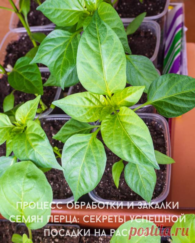 Процесс обработки и закалки семян перца: секреты успешной посадки на рассаду — Д а ч а
