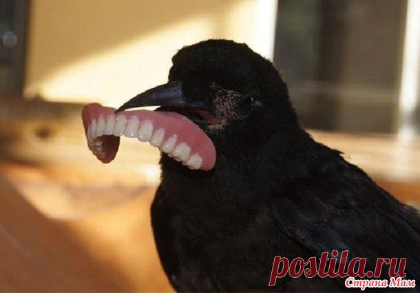 Умные? Наглые? Да и то и другое! - Кладовая инета - Страна Мам