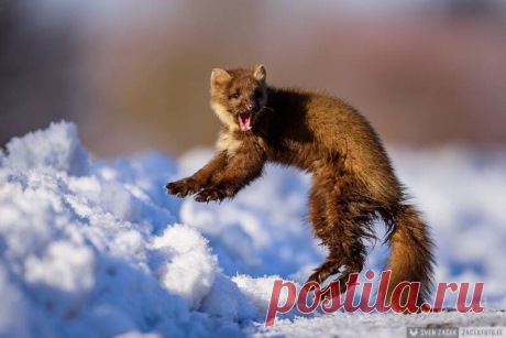 Mustelidae ☼ норки выдры хорьки | ВКонтакте