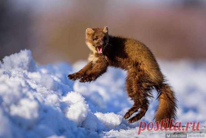 Mustelidae ☼ норки выдры хорьки | ВКонтакте