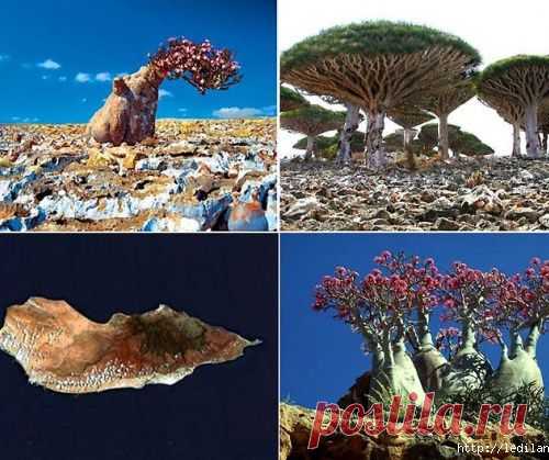 удивительные деревья