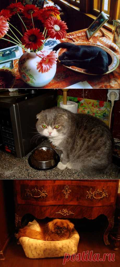 Кошкин дом