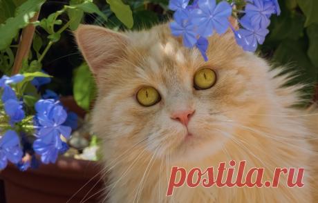 Обои кот, взгляд, цветы, портрет, рыжий картинки на рабочий стол, раздел кошки - скачать