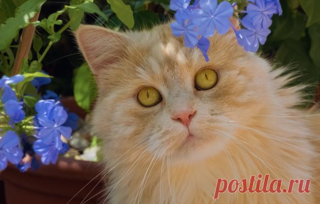 Обои кот, взгляд, цветы, портрет, рыжий картинки на рабочий стол, раздел кошки - скачать