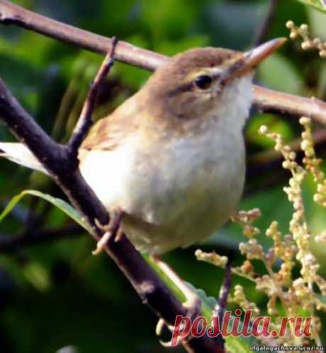 STRELOGOS: стихи и проза - Главная страница Добро пожаловать