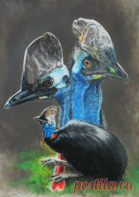казуар по Barbara Keith | ArtWanted.com