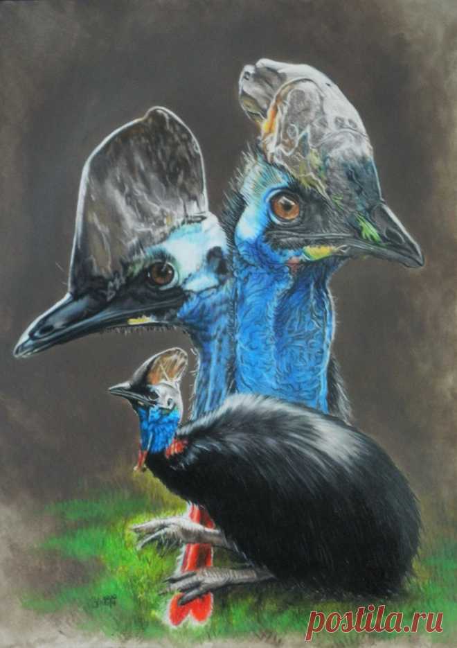 казуар по Barbara Keith | ArtWanted.com