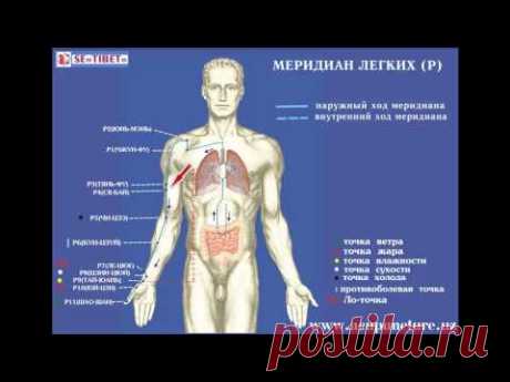 Акупунктура. Иглотерапия. Меридиан легких