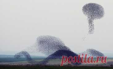 Небесная акробатика скворцов. Перед перелетом скворцы сбиваются в стаи и устраивают в небе целое шоу, образуя разные фигуры, то сжимаясь, то растягиваясь. Такое явление называют танцем скворцов, по-английски — murmuration (мурмурация).Для мира науки это явление остается загадкой. Ученые не могут обьяснить, зачем птицы...