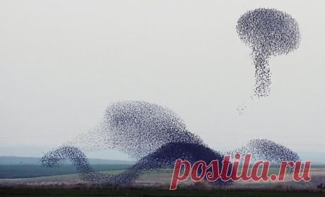 Небесная акробатика скворцов. Перед перелетом скворцы сбиваются в стаи и устраивают в небе целое шоу, образуя разные фигуры, то сжимаясь, то растягиваясь. Такое явление называют танцем скворцов, по-английски — murmuration (мурмурация).Для мира науки это явление остается загадкой. Ученые не могут обьяснить, зачем птицы...