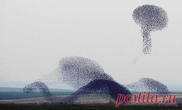 Небесная акробатика скворцов. Перед перелетом скворцы сбиваются в стаи и устраивают в небе целое шоу, образуя разные фигуры, то сжимаясь, то растягиваясь. Такое явление называют танцем скворцов, по-английски — murmuration (мурмурация).Для мира науки это явление остается загадкой. Ученые не могут обьяснить, зачем птицы...