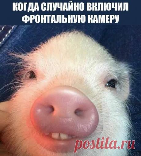 Смехопанорама Писца. Балдейте на здоровье! / Писец - приколы интернета