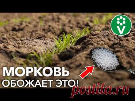 ПОДКОРМИТЕ ЭТИМ МОРКОВЬ СРАЗУ ПОСЛЕ ВСХОДОВ И ОНА ВЫРАСТЕТ КРУПНОЙ И СЛАДКОЙ! Все подкормки моркови