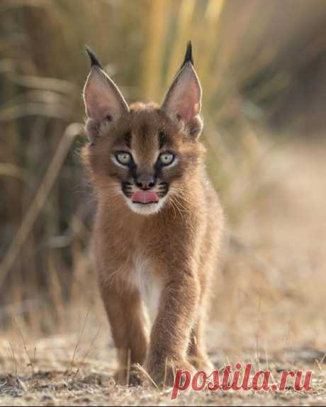🔥 Caracal Cat