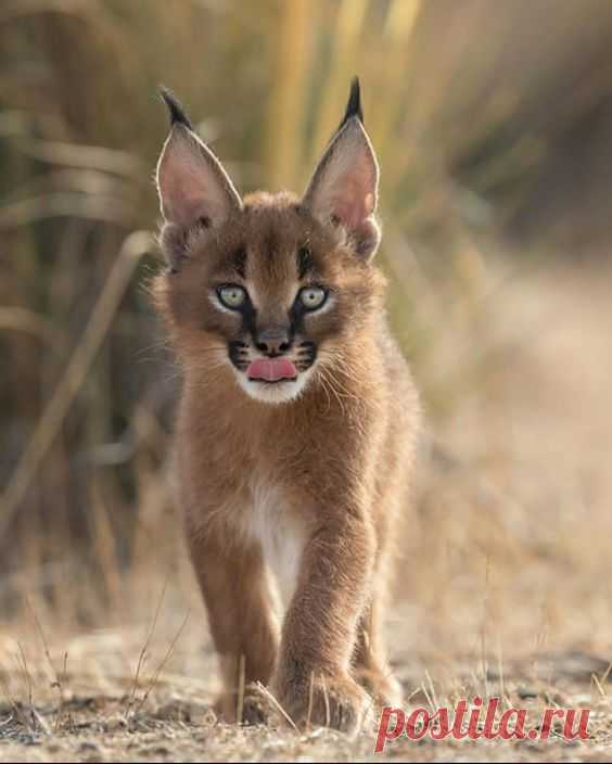 🔥 Caracal Cat