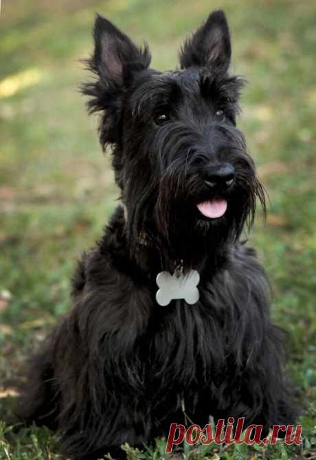 Шотландский терьер или Скотч-терьер