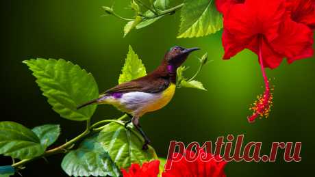 Sunbird Imbroglio ! by S U N I L / 500px