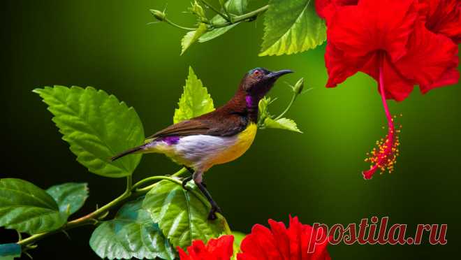 Sunbird Imbroglio ! by S U N I L / 500px