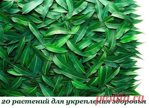 20 растений для укрепления здоровья |