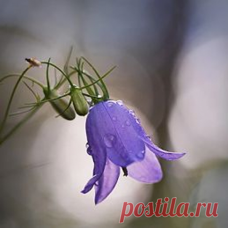 Google+