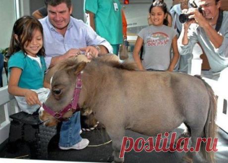 ТАМБЕЛИНА - САМАЯ МАЛЕНЬКАЯ В МИРЕ ЛОШАДЬ 
На фотографии изображена малышка Тамбелина (Thumbelina), самая маленькая в мире лошадка по версии книги рекордов Гиннесса, чей рост составляет всего лишь 45 сантиметров, а весит она 26 килограммов.