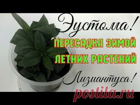 Эустома!!! Пересадка зимой летних растений лизиантуса!!!!!